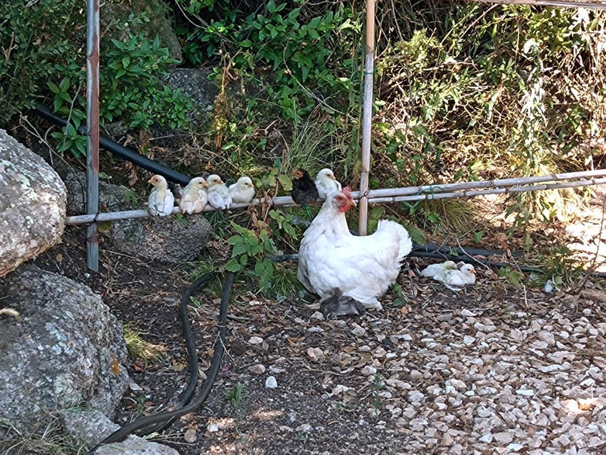 La Cera Farm Camping B&B ซานตา เตเรซา กัลลูรา ภายนอก รูปภาพ