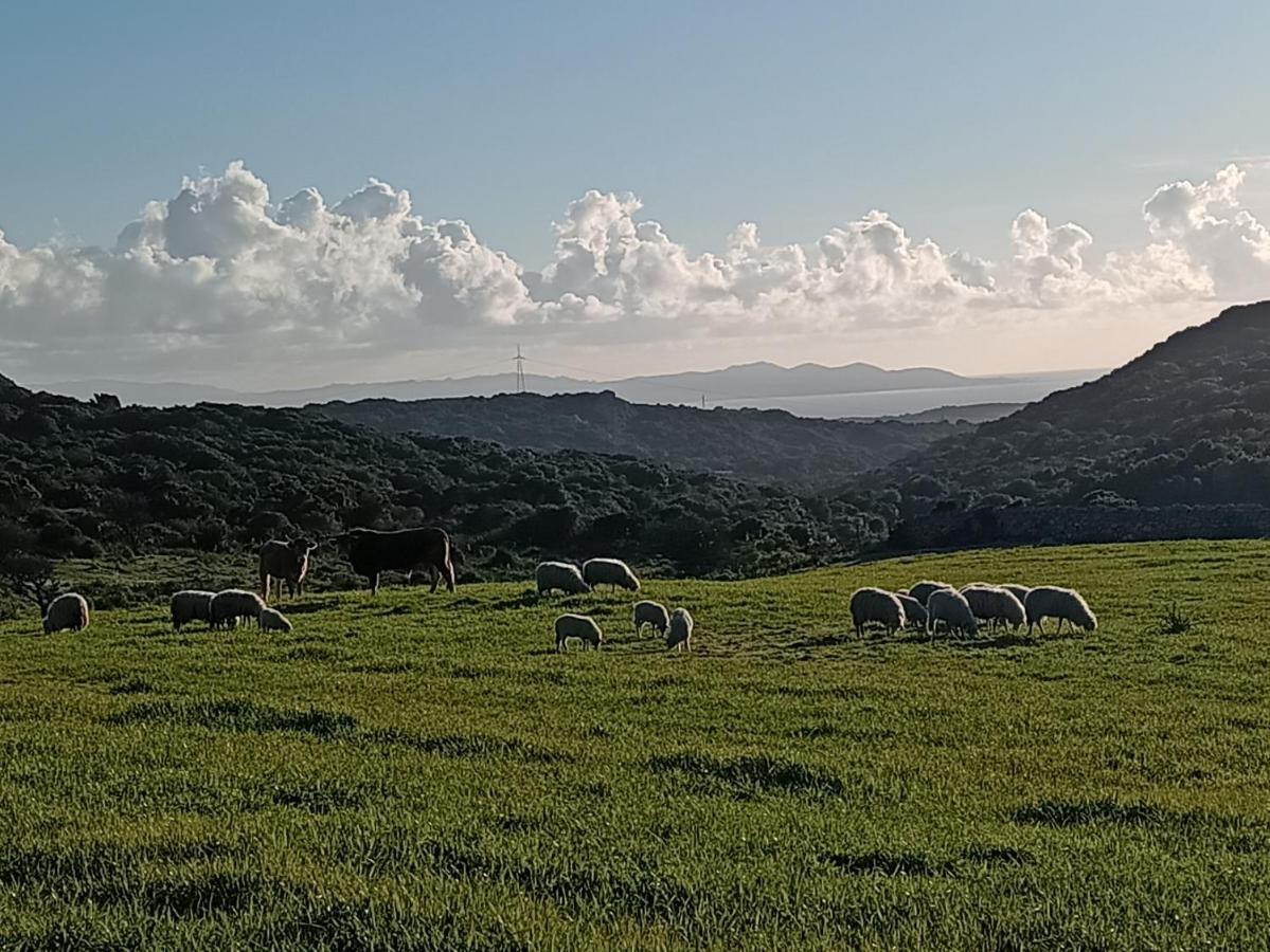 La Cera Farm Camping B&B ซานตา เตเรซา กัลลูรา ภายนอก รูปภาพ
